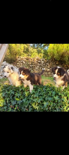 Disponibili cuccioli Australian shepherd  | Foto 2