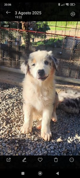 Disponibili cuccioli Australian shepherd  | Foto 1