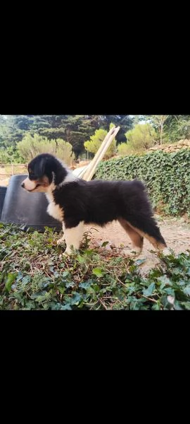 Disponibili cuccioli Australian shepherd  | Foto 0