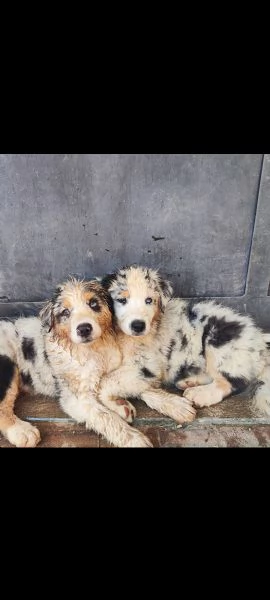 Disponibili cuccioli Australian shepherd 