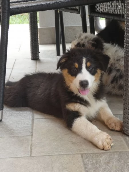 Disponibili cucciole Aussie tri black Red factor  | Foto 5