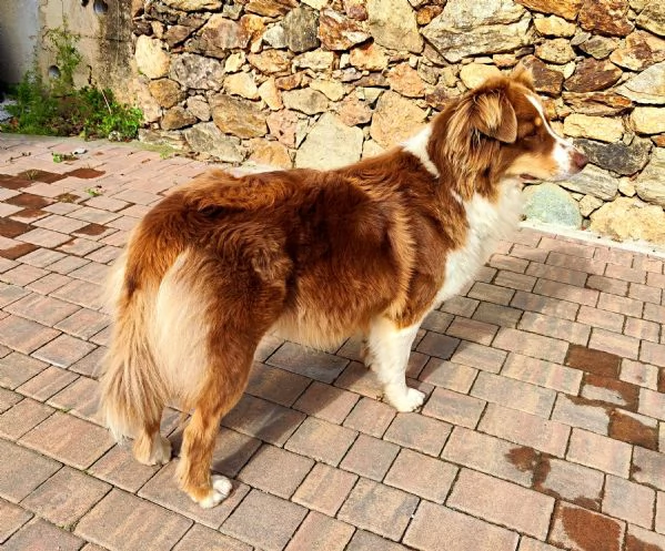 Disponibili cucciole Aussie tri black Red factor  | Foto 4