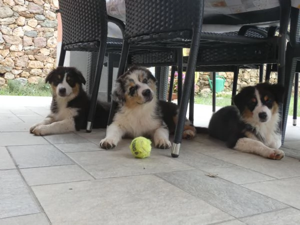 Disponibili cucciole Aussie tri black Red factor 
