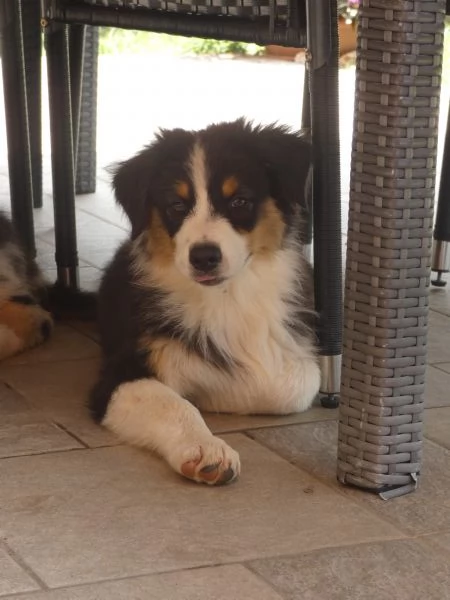 Disponibili cucciole Aussie tri black Red factor  | Foto 3