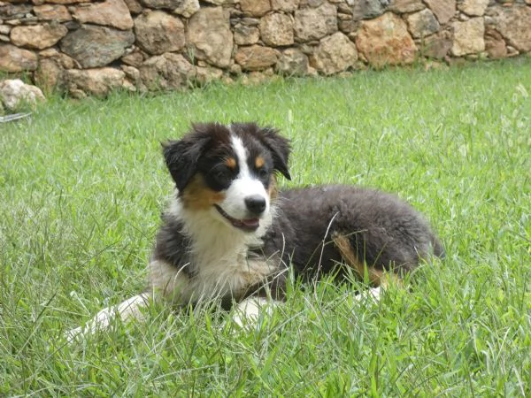 Disponibili cucciole Aussie tri black Red factor  | Foto 2