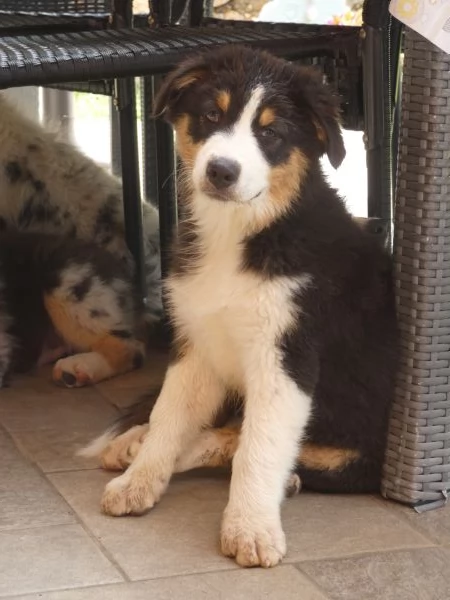Disponibili cucciole Aussie tri black Red factor  | Foto 0