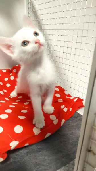 Due meraviglie aspettano una mamma speciale | Foto 2