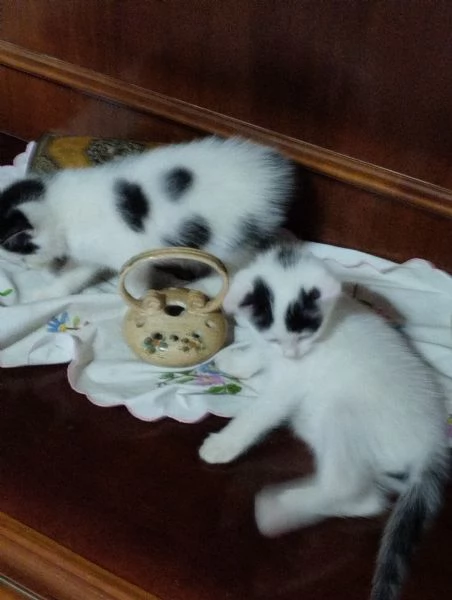 Regalo gattini | Foto 4