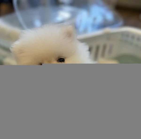 Bellissimo cucciolo di Volpino Pomerania maschio e femmina | Foto 1