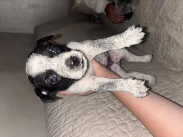 Dono cuccioli 