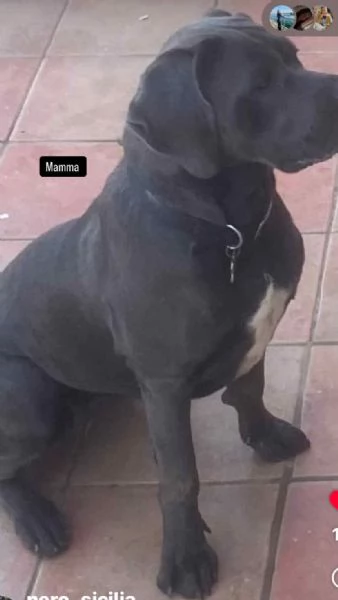 Cuccioli Cane Corso