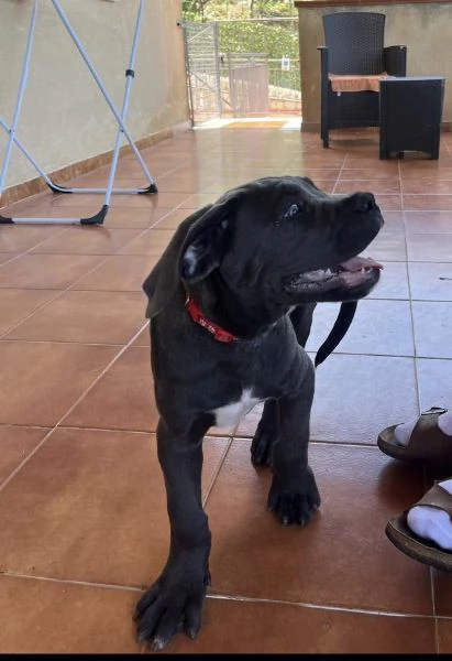 Cuccioli Cane Corso | Foto 4