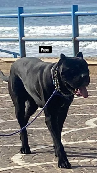 Cuccioli Cane Corso | Foto 1