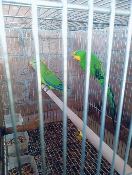 Vendo coppia di pappagalli Baraban con Cites