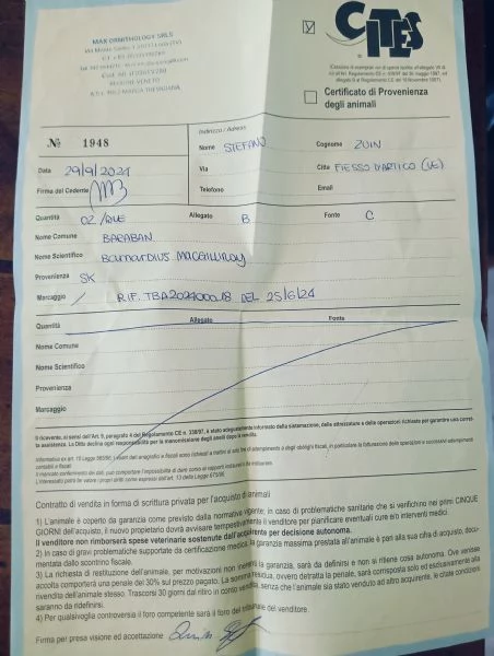 Vendo coppia di pappagalli Baraban con Cites | Foto 2