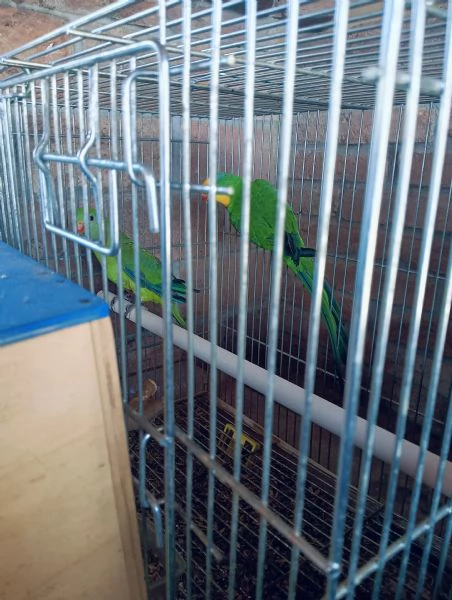 Vendo coppia di pappagalli Baraban con Cites | Foto 1
