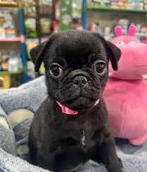 Adorabili cuccioli di carlino