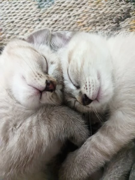 Gattini siamesi Lynx Point  | Foto 6