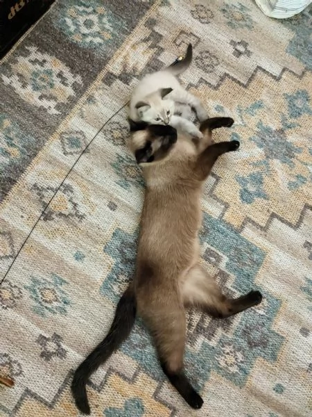 Gattini siamesi Lynx Point  | Foto 4