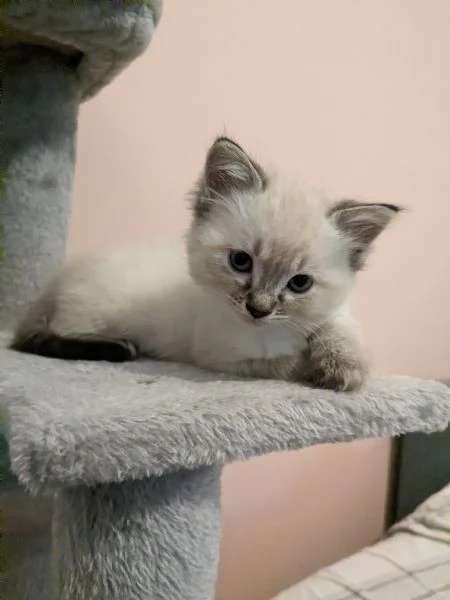 Gattini siamesi Lynx Point  | Foto 3