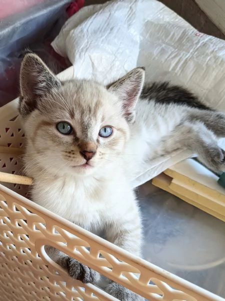 Gattini siamesi Lynx Point 