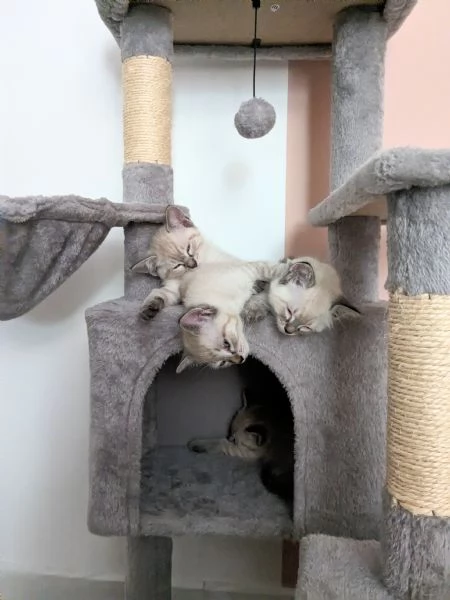 Gattini siamesi Lynx Point  | Foto 1
