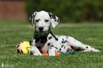 Meravigliosa Cucciolata di Dalmata | Foto 0
