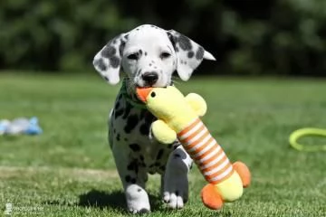 Meravigliosa Cucciolata di Dalmata