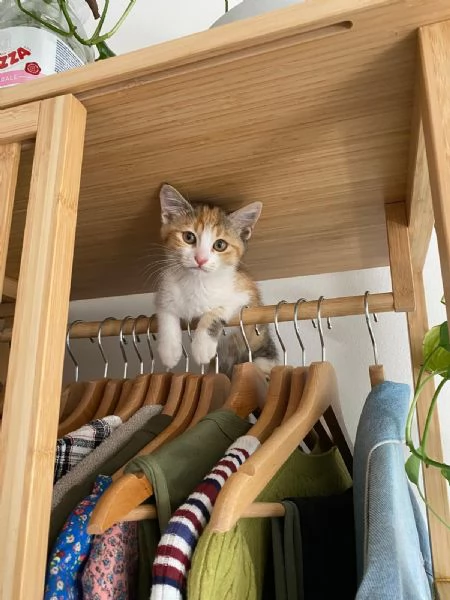 Gattine femmine tricolori in regalo | Foto 3