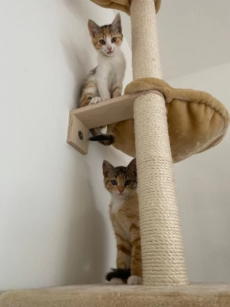 Gattine femmine tricolori in regalo | Foto 1