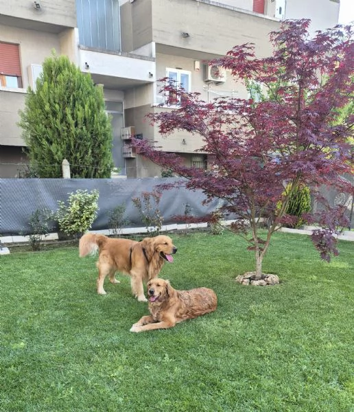 Cuccioli di Golden retriever americano 