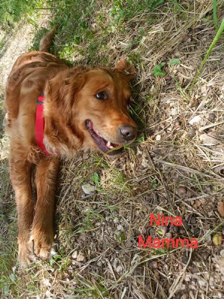 Cuccioli di Golden retriever americano  | Foto 2