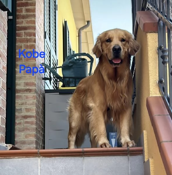 Cuccioli di Golden retriever americano  | Foto 1
