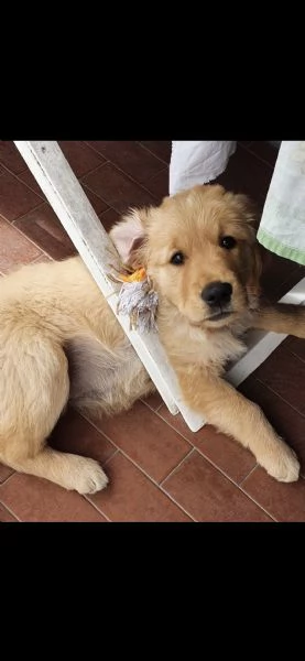 Cuccioli di Golden retriever americano  | Foto 0