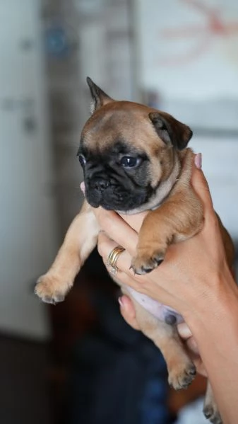 Cucciolata di bulldog francesi pedigree ENCI