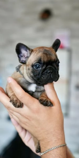Cucciolata di bulldog francesi pedigree ENCI | Foto 6