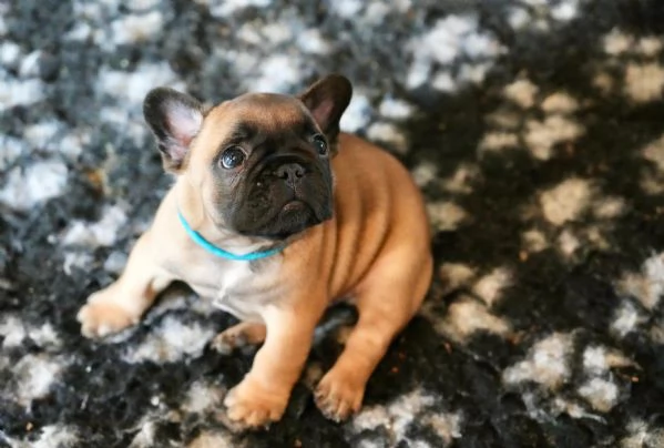 Cucciolata di bulldog francesi pedigree ENCI | Foto 5