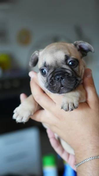Cucciolata di bulldog francesi pedigree ENCI | Foto 4