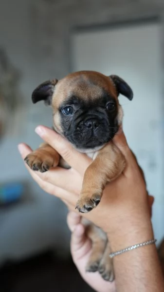 Cucciolata di bulldog francesi pedigree ENCI | Foto 3
