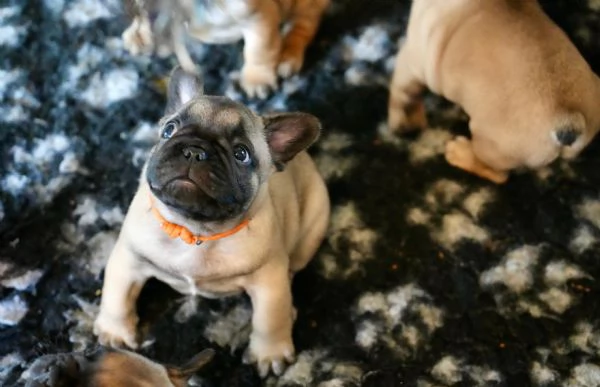 Cucciolata di bulldog francesi pedigree ENCI | Foto 1