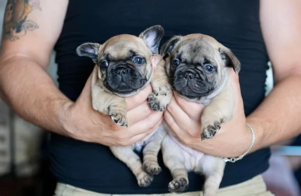 Cucciolata di bulldog francesi pedigree ENCI | Foto 0