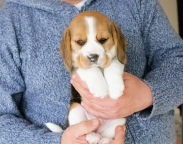 Cuccioli di beagle alta genealogia