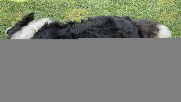 CUCCIOLI DI BORDER COLLIE | Foto 0