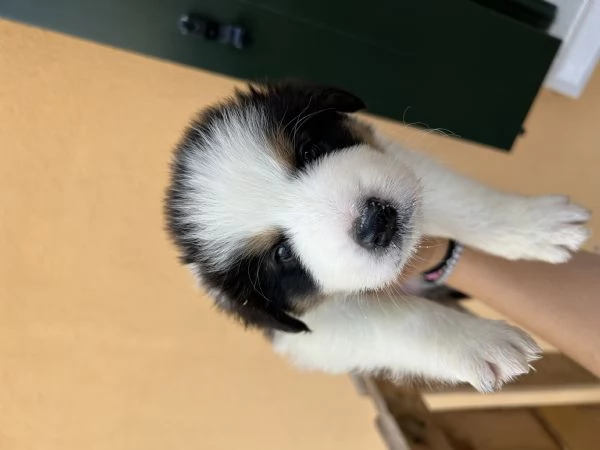 Cuccioli di Border Collie con Pedigree ENCI | Foto 6