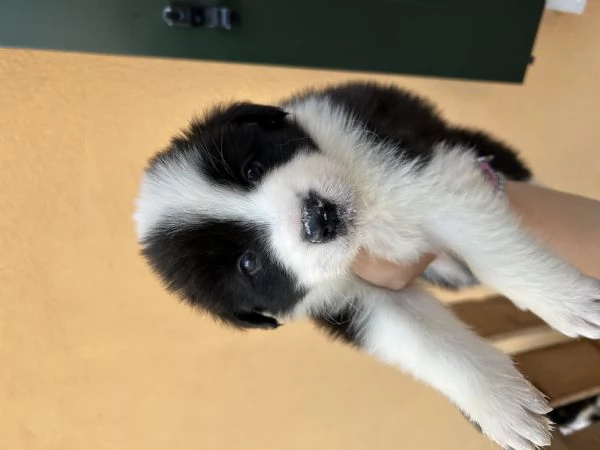 Cuccioli di Border Collie con Pedigree ENCI | Foto 5