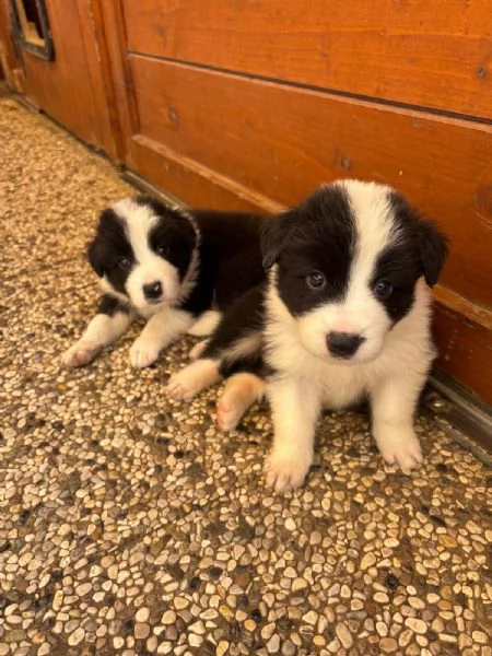 Cuccioli di Border Collie con Pedigree ENCI | Foto 4