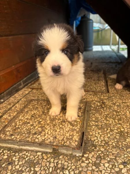 Cuccioli di Border Collie con Pedigree ENCI | Foto 3