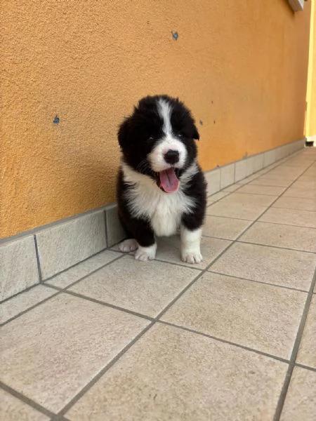 Cuccioli di Border Collie con Pedigree ENCI | Foto 2