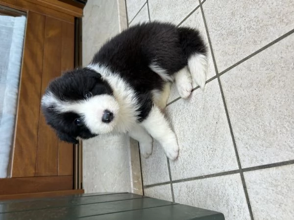 Cuccioli di Border Collie con Pedigree ENCI