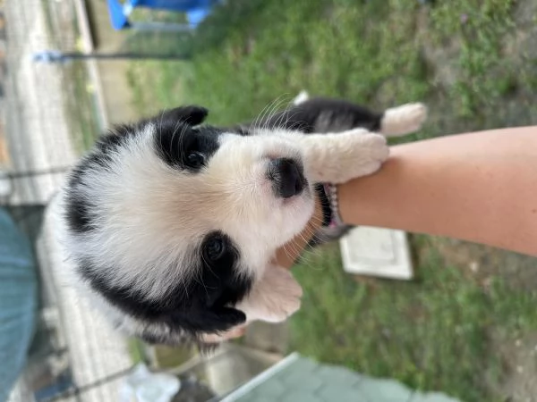 Cuccioli di Border Collie con Pedigree ENCI | Foto 1